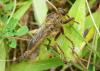 Machimus rusticus